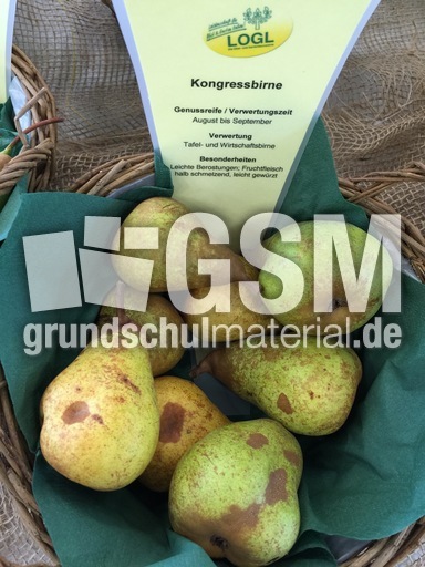Kongressbirne.jpg